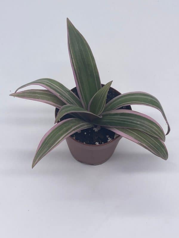 Moses in the cradle, 2 inch Tradescantia spathacea, Rhoeo discolor, spiderwort spiderplant, pink spider oyster plant, boatlily
