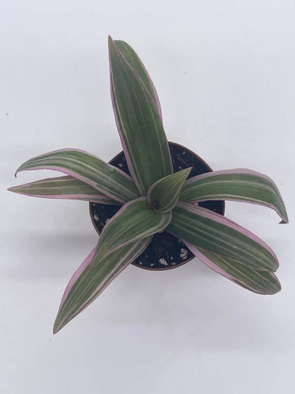 Moses in the cradle, 2 inch Tradescantia spathacea, Rhoeo discolor, spiderwort spiderplant, pink spider oyster plant, boatlily