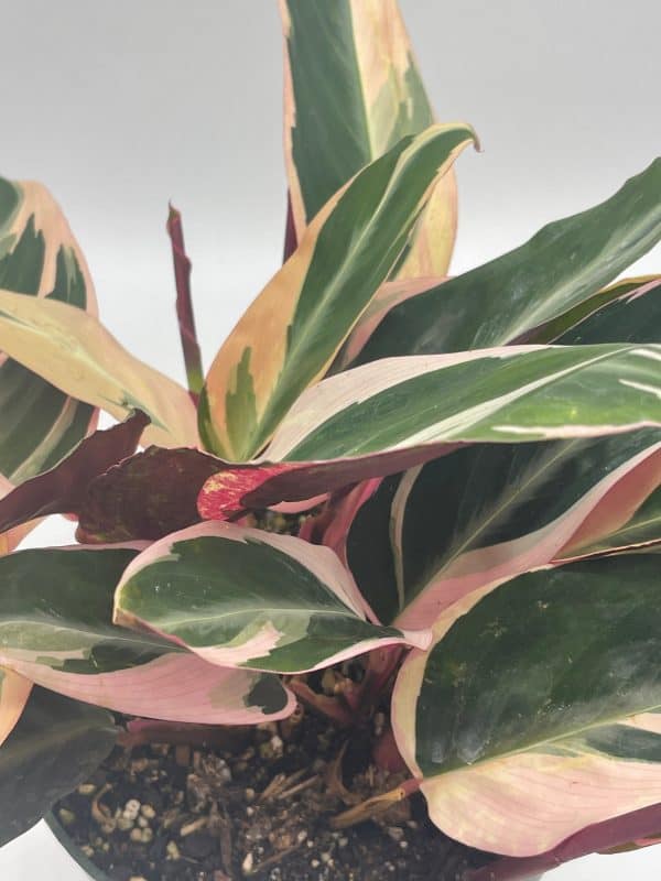 Triostar Stromanthe, 6 inch Sanguinea, Tricolor Variegated, Plantly