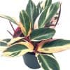 Triostar Stromanthe, 6 inch Sanguinea, Tricolor Variegated