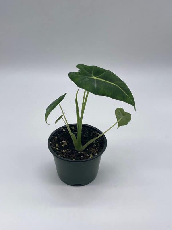 Alocasia Micholitziana, Velvet Elvis, 4 inch, Plantly