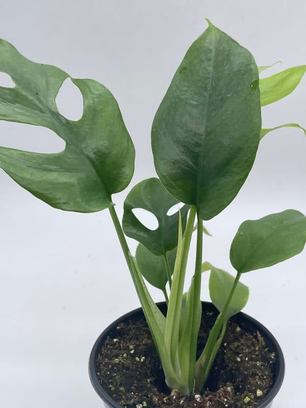 Monstera Minima, 4 inch, Rhaphidophora tetrasperma Philodendron Piccolo, Mini Ginny,, Plantly