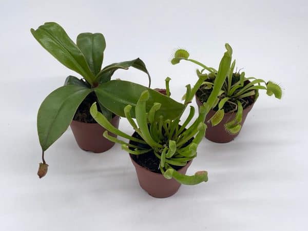 Carnivorous Plant Set, Venus Fly Trap Assortment, Nepenthes, Rotundifolia, Set of 3, premium collection,2 inch pot, windowsill plants, gift, Plantly