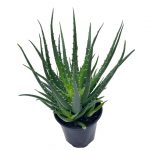 Giant Aloe Vera / Extra Large Aloe barbadensis miller / Natural Aloe Vera Gel Plant