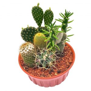 Cactus Garden, 7 Different Cacti in a 6 inch terracotta ceramic pot, Variety Assortment, House Plant gift