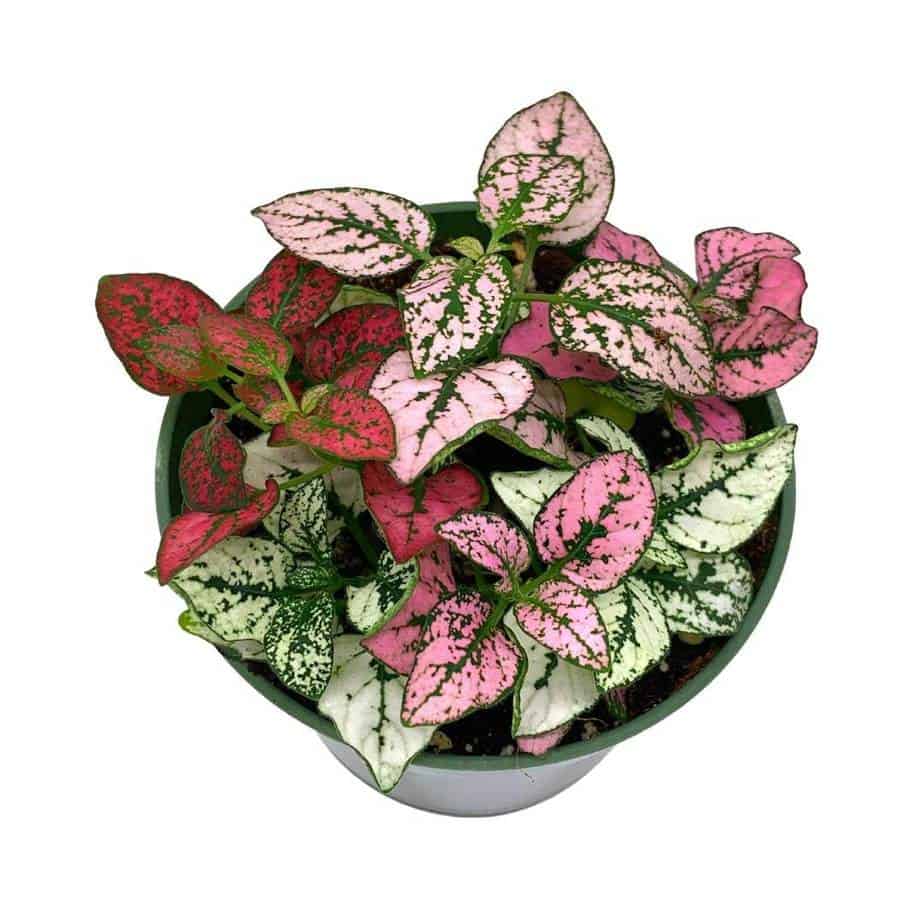 Polka-dot-plant, Hypoestes phyllostachya, Tricolor, red pink and white, very limited, in a 4 inch pot super cute Polka-dot-plant, Hypoestes phyllostachya, Tricolor, red pink and white, very limited, in a 4 inch pot super cute