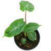 Alocasia Ivory Coast Variegated, Elephant Ear African Plant, Clear Green