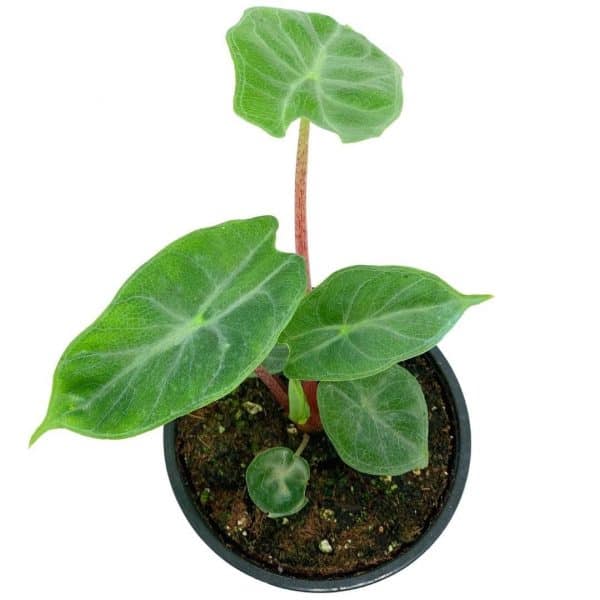 Alocasia Ivory Coast Variegated, Elephant Ear African Plant, Clear Green, Plantly