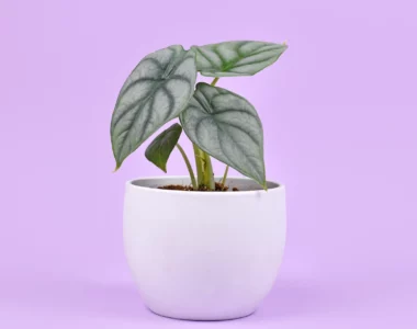 alocasia silver dragon