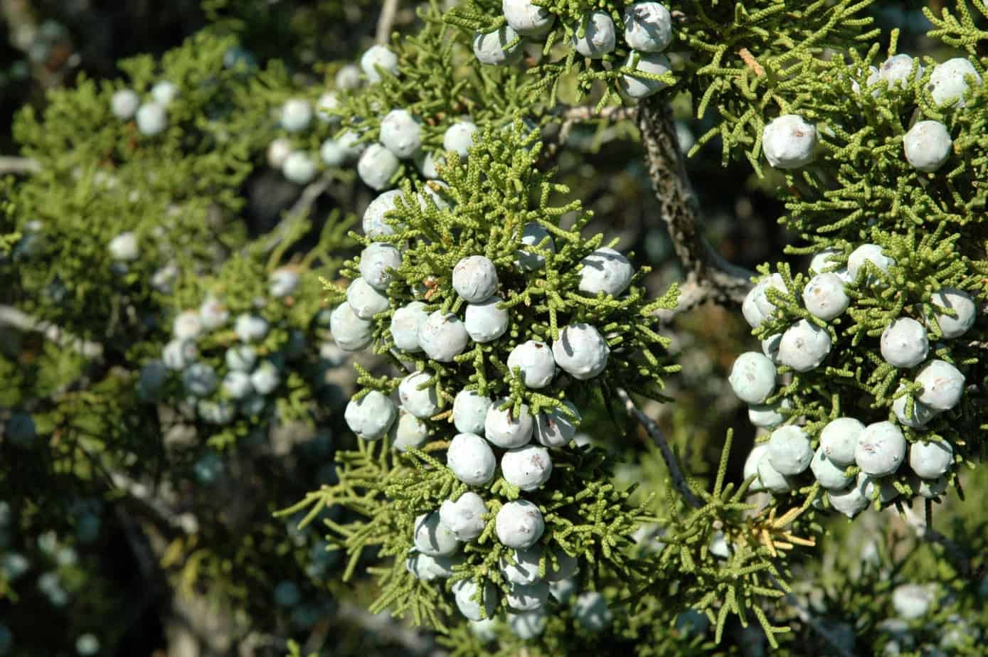Spartan Juniper Plant Care Guide Plantly