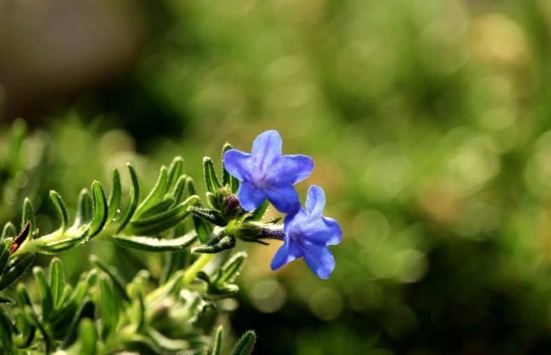 Lithodora diffusa