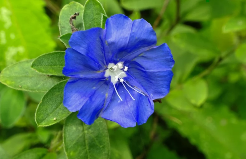 blue daze plant