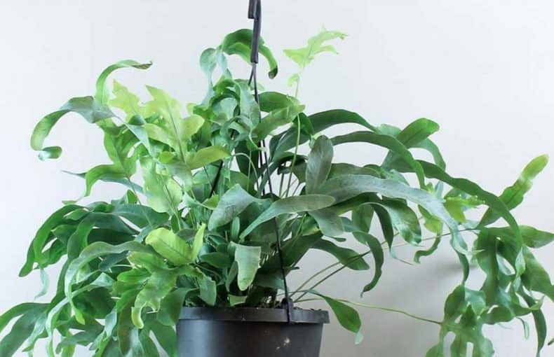 blue star fern