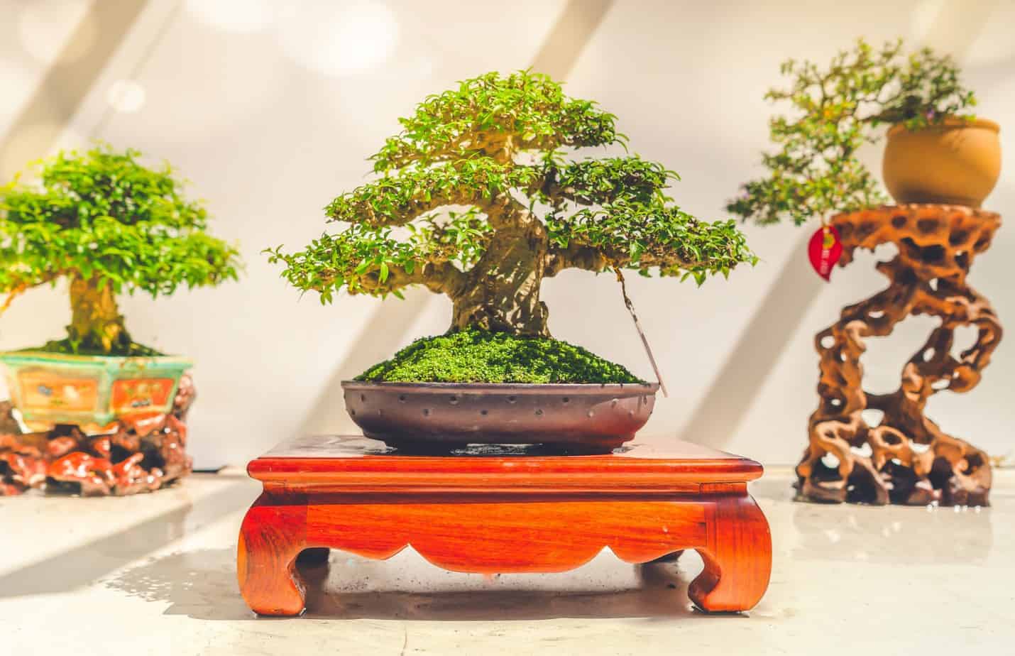 What Kind of Pot Is Best for Bonsai Tree? Plantly