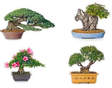 bonsai styles
