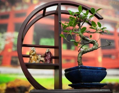 feng shui and bonsai plant