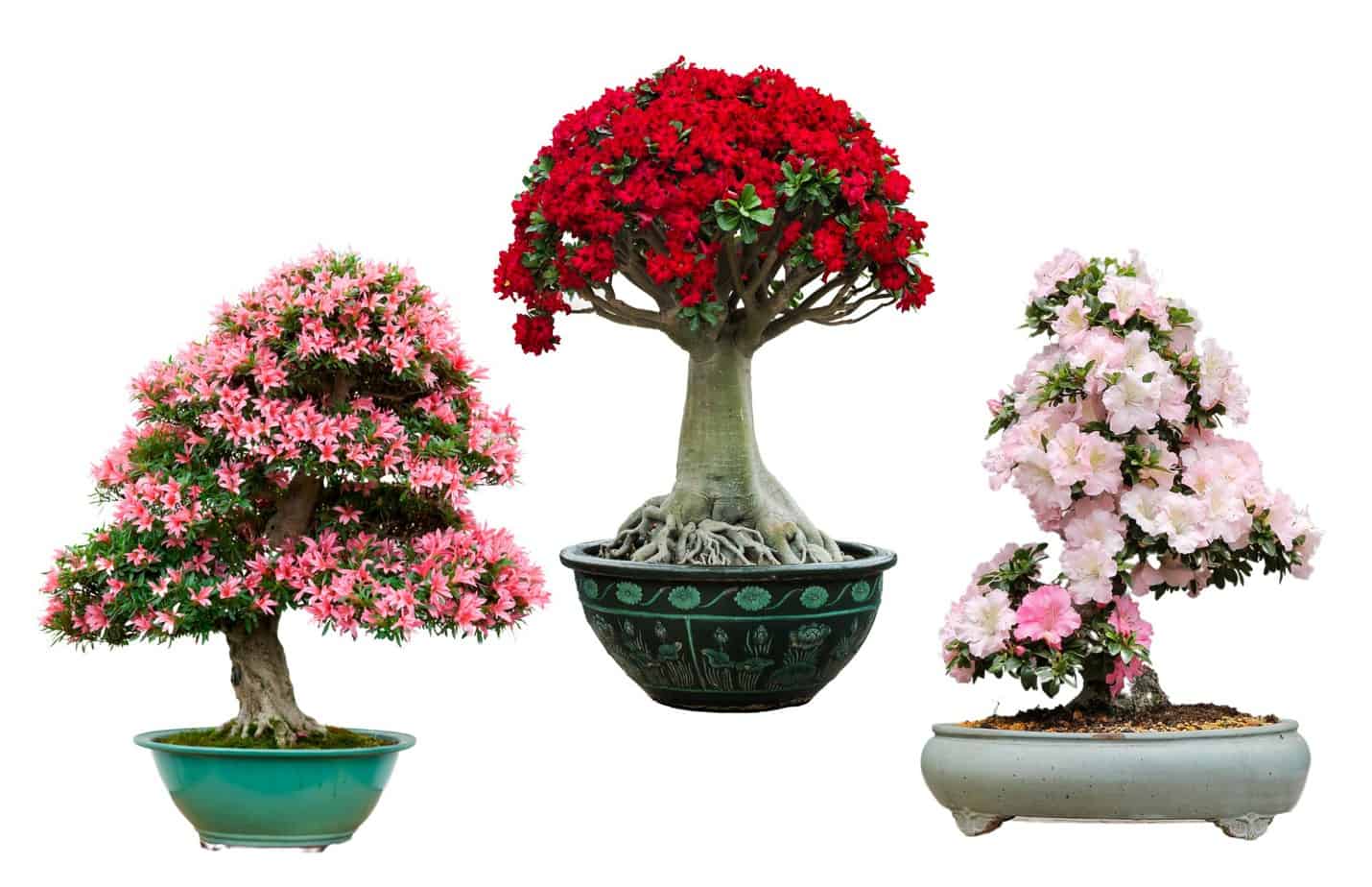 Best On How To Care Best Flowering Bonsai Trees Plantly