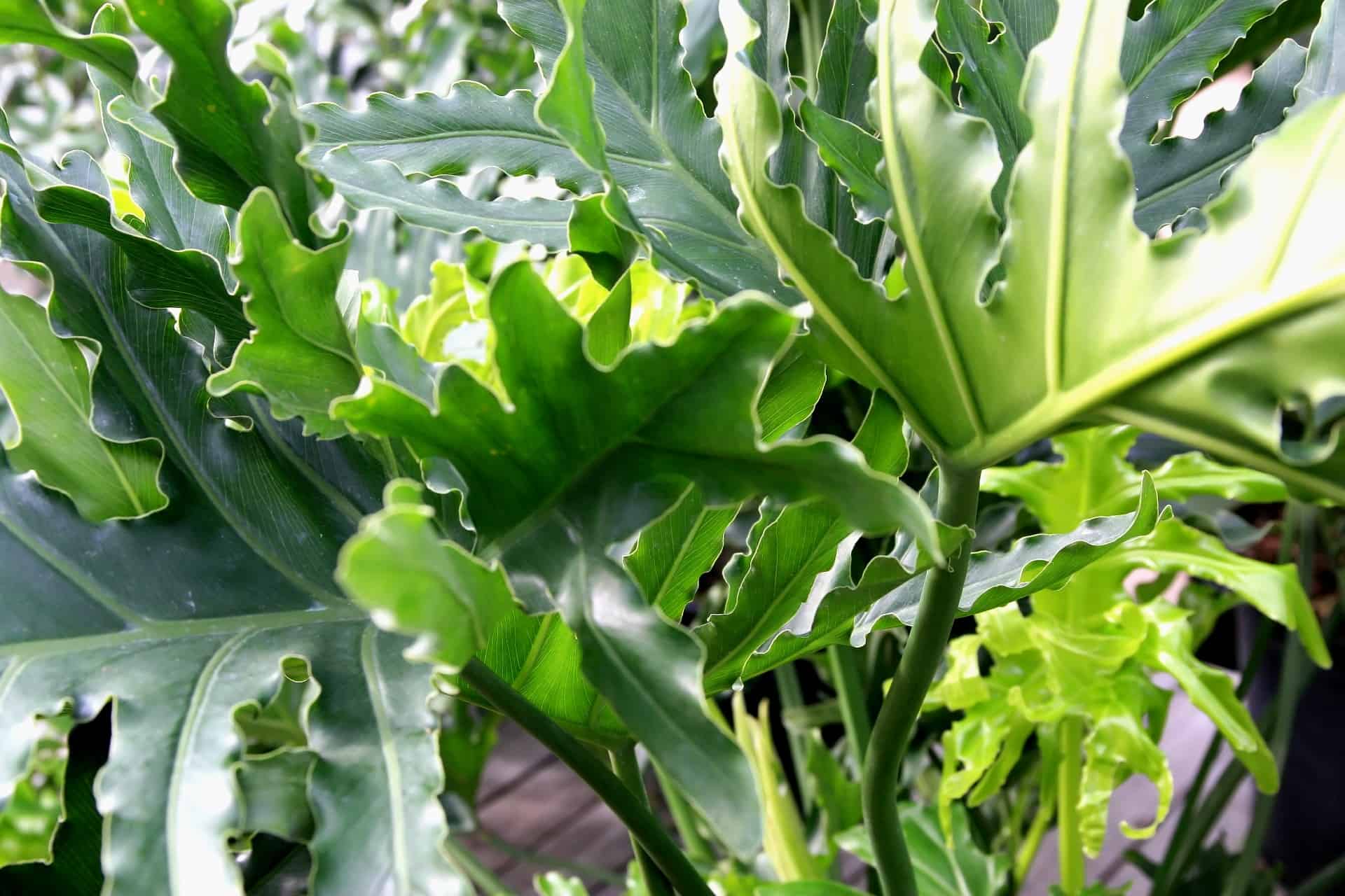 Philodendron Hope Plant Care Guide Plantly