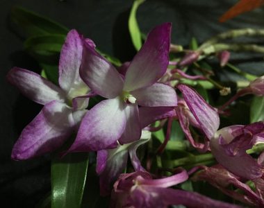 dying orchid