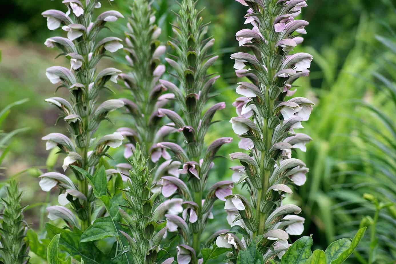 Acanthus Plant Care Plantly