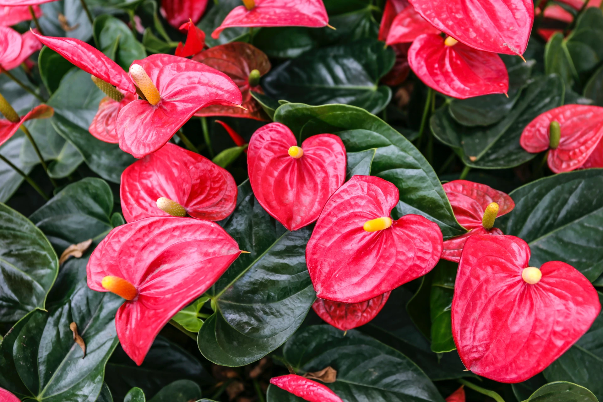 Is Anthurium Toxic to Cats? Plantly