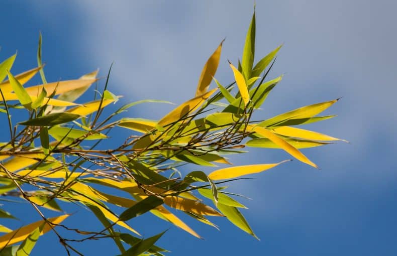yellow bamboo leaves