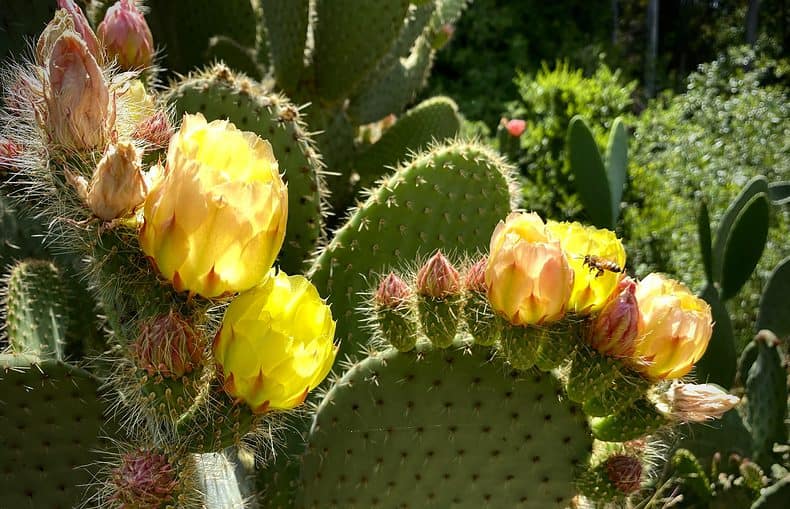 flowering cactus