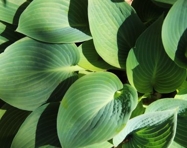 Plantain Lily Plant