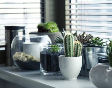 Best Indoor Cactus Ideas for Your Home