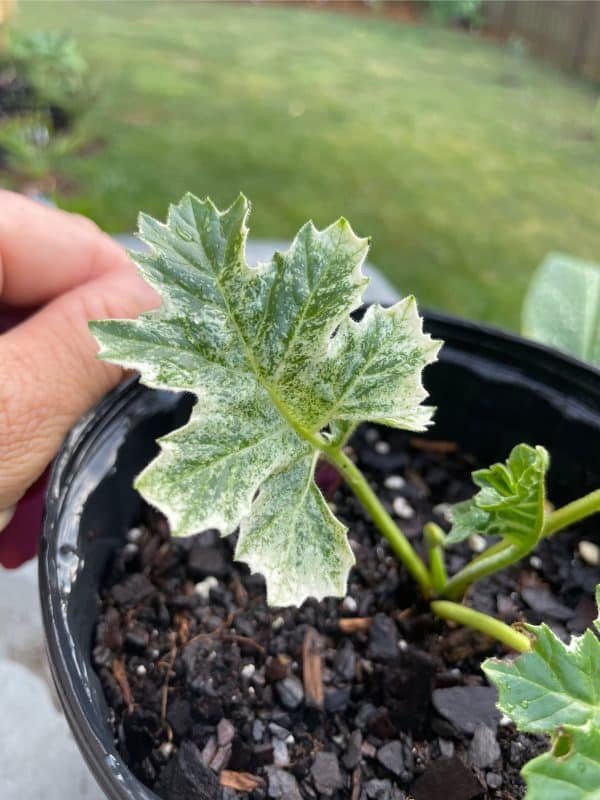 Acanthus ‘Whitewater’ – Variegated Bear’s Breech