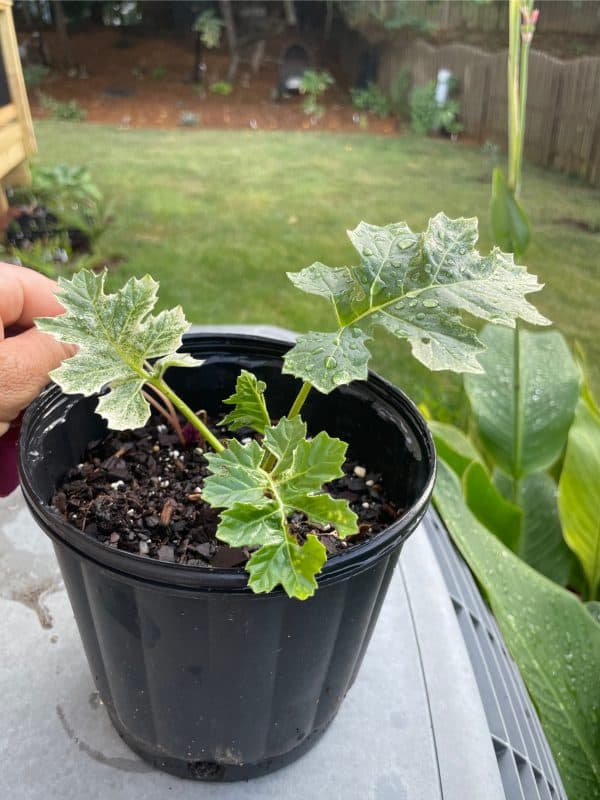 Acanthus ‘Whitewater’ – Variegated Bear’s Breech