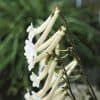 Sinninginia Tubiflora (Tube-Flowered Hardy White Gloxinia)