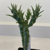Cylindropuntia imbricata 'Guadalupe' - Hardy to Zone 5a!