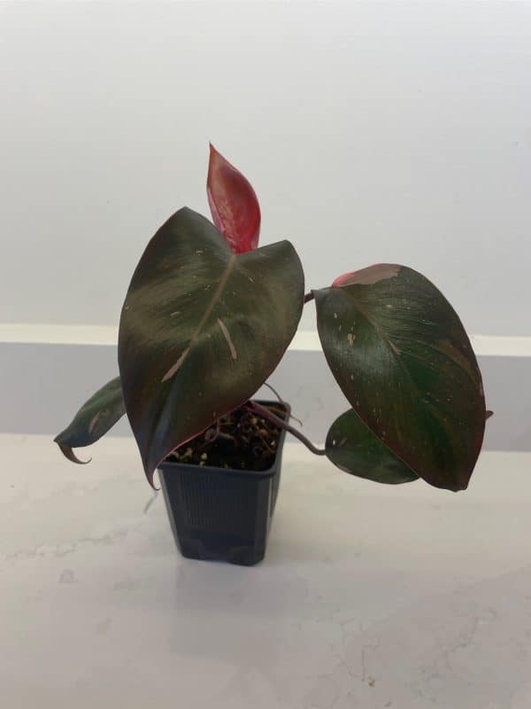 Philodendron Pink Princess, Plantly
