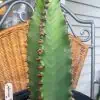 Euphorbia Ingens CV. ‘Chocolate Drop’