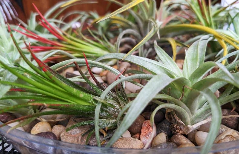 air plants