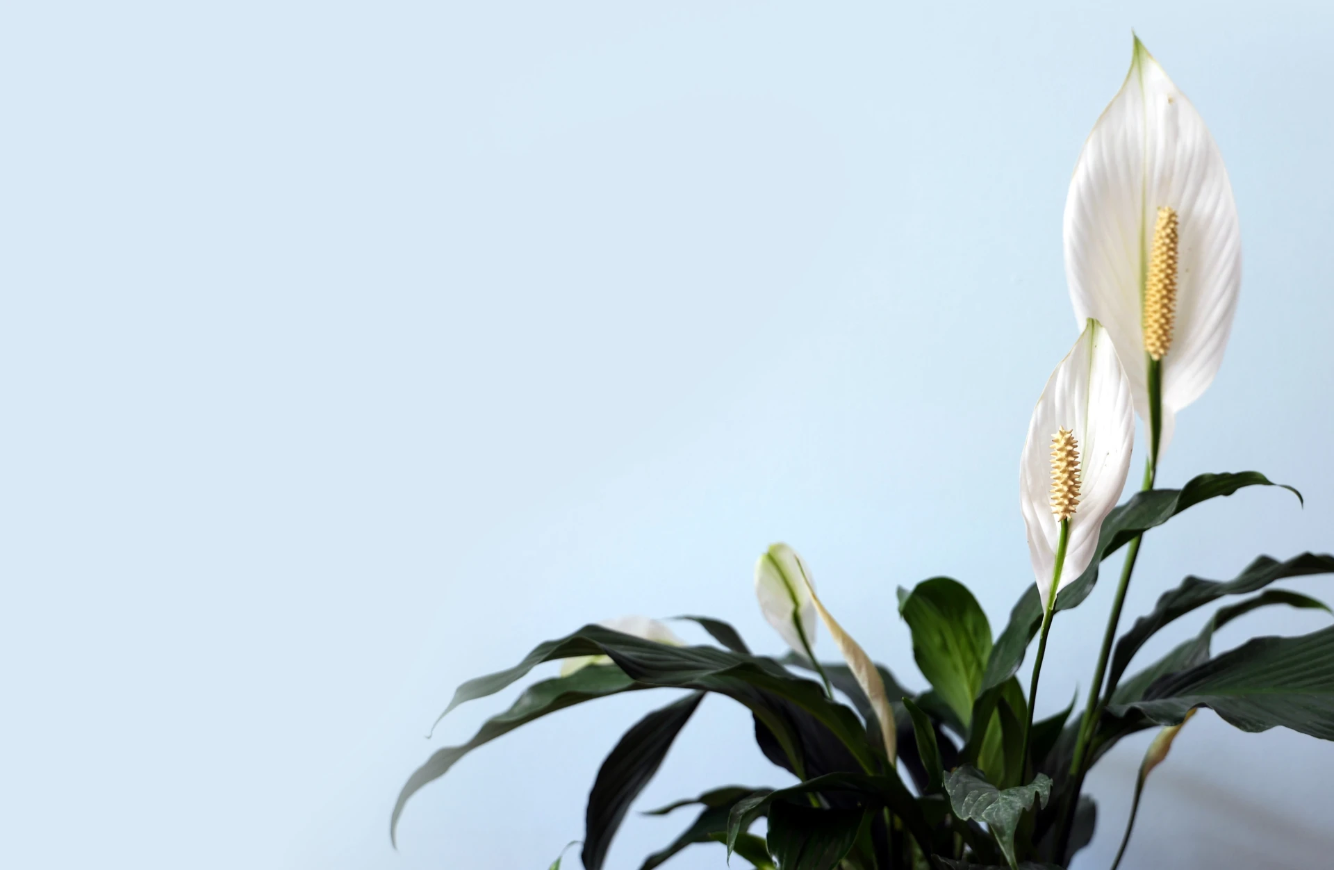 Spathy How to Take Care of Spathiphyllum Plant | Plantly