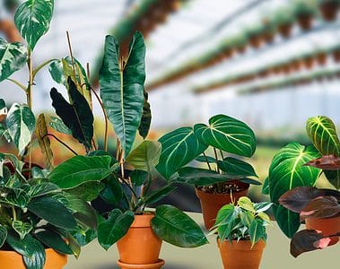 beautiful philodendron varieties