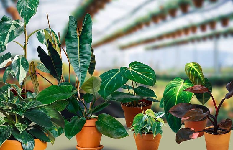 beautiful philodendron varieties