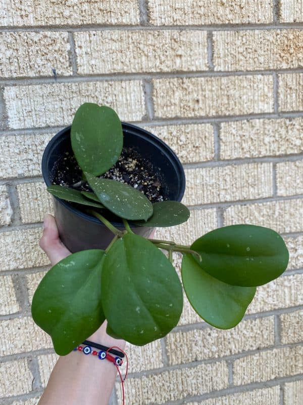 Hoya ‘Obovata’, Plantly