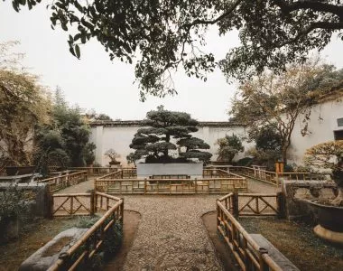 bonsai trees garden
