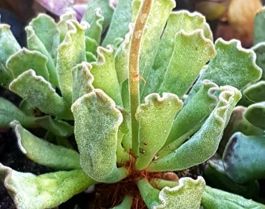 crinkle leaf succulent plant