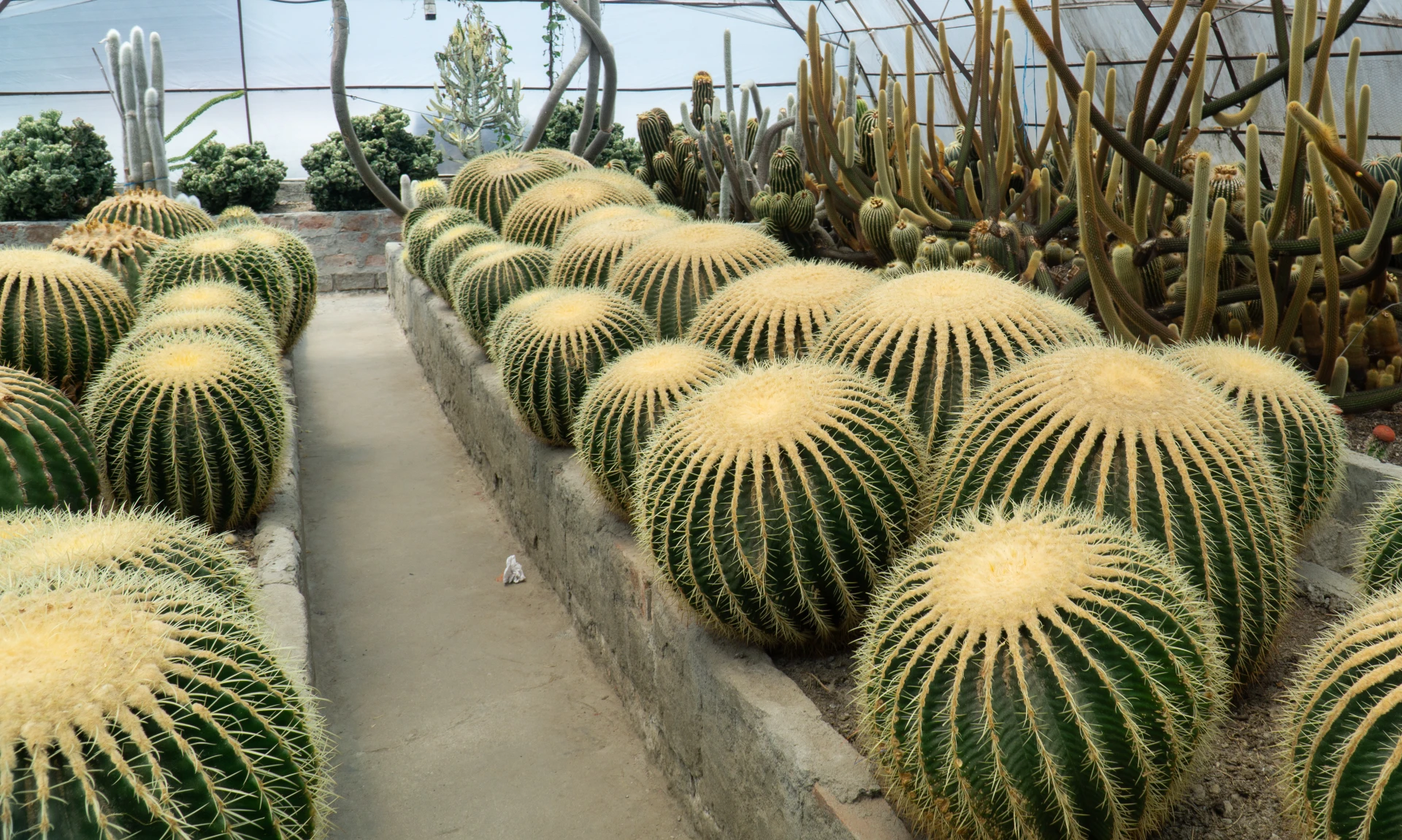 Golden Barrel Cactus Plant Care Guide Plantly