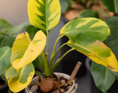philodendron plant with yellow leaves