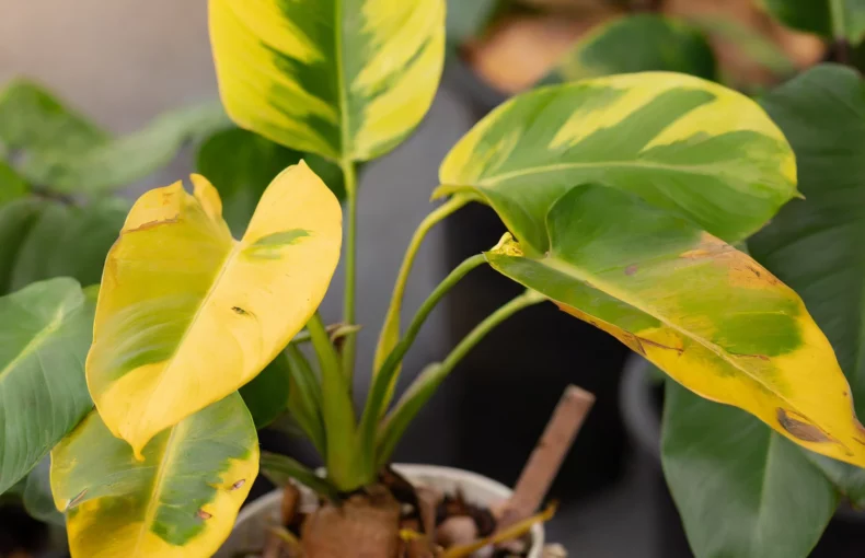 philodendron plant with yellow leaves