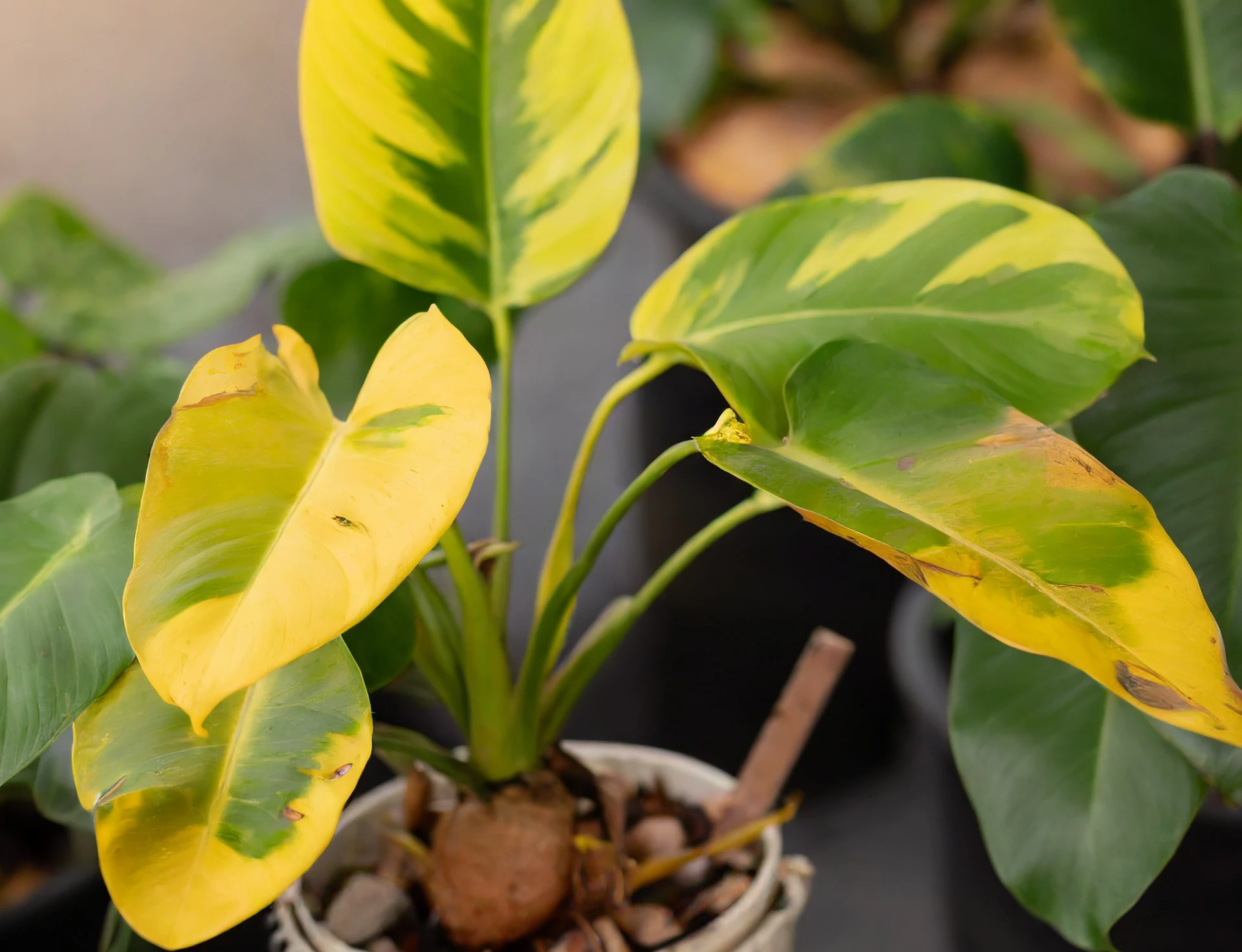 6 Reasons Why Philodendron Leaves Turning Yellow Plantly