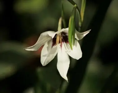 peacock orchid
