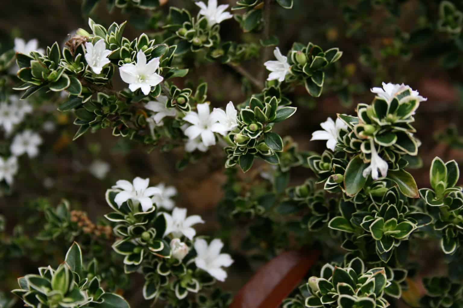 snow rose bonsai