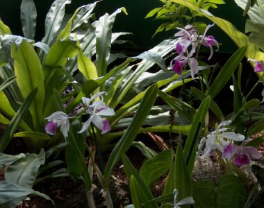 Terrestrial orchid
