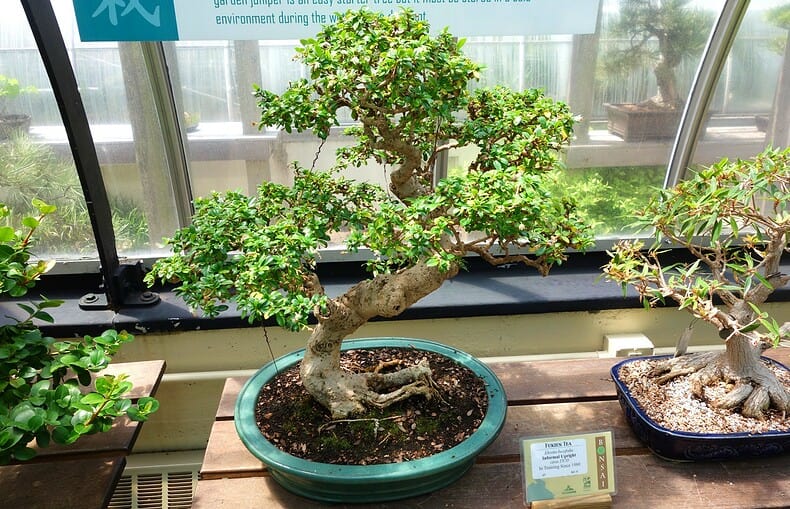 indoor bonsai trees near a sunny window